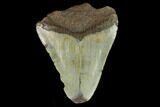 Bargain, Fossil Megalodon Tooth - North Carolina #124810-1
